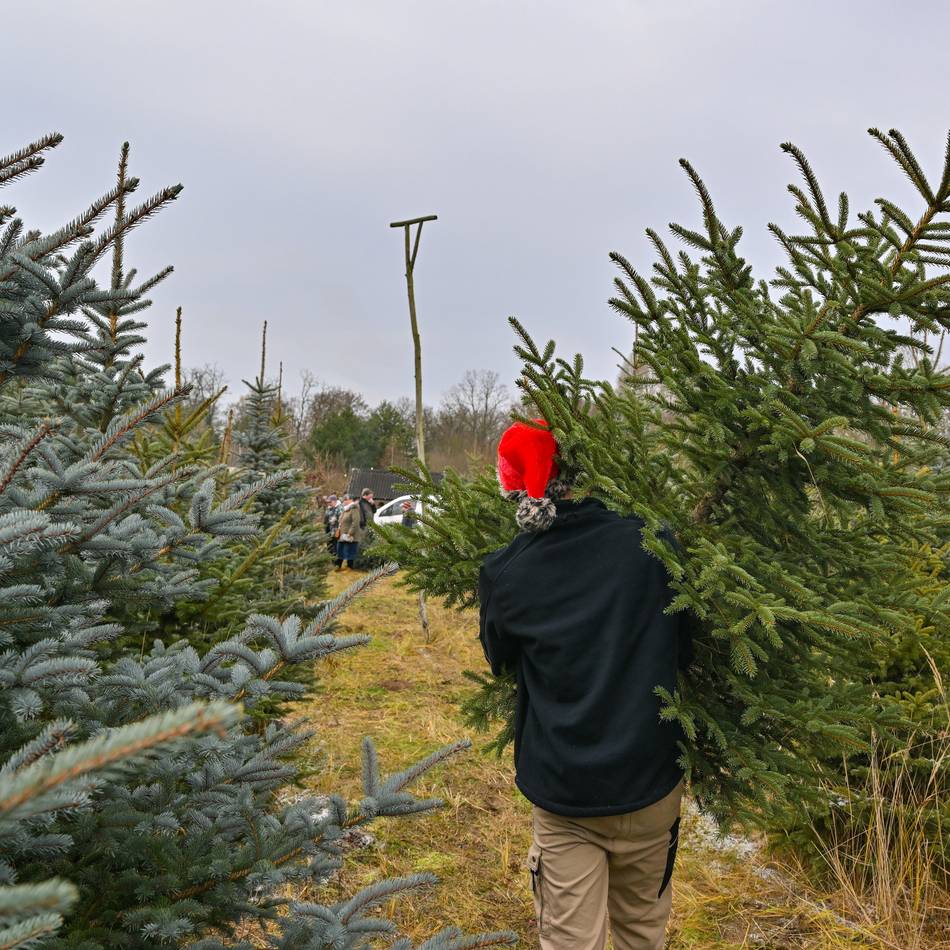 Experten aus Jüchen geben Tipps: Was beim Weihnachtsbaumkauf zu beachten ist