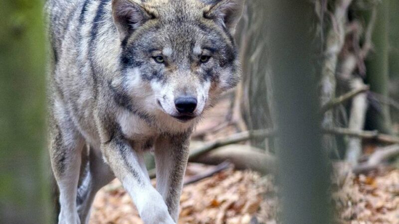 Im Nationalpark De Hoge Veluwe: Nach Attacke auf Joggerin – Wolf Hubertus darf vorerst nicht getötet werden
