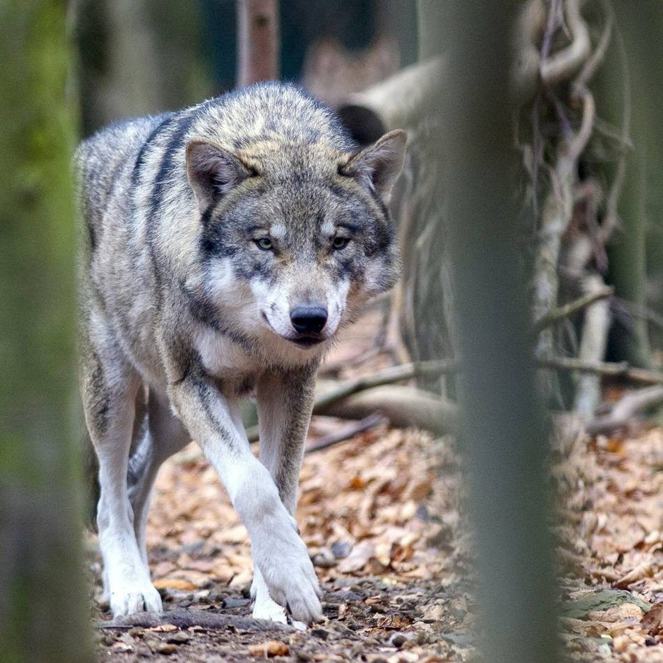 Im Nationalpark De Hoge Veluwe: Nach Attacke auf Joggerin – Wolf Hubertus darf vorerst nicht getötet werden