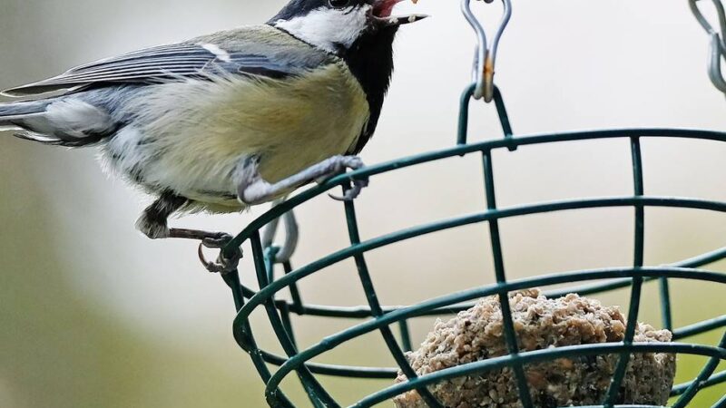 Tipps aus Meerbusch: So kommen die Vögel gut durch den Winter