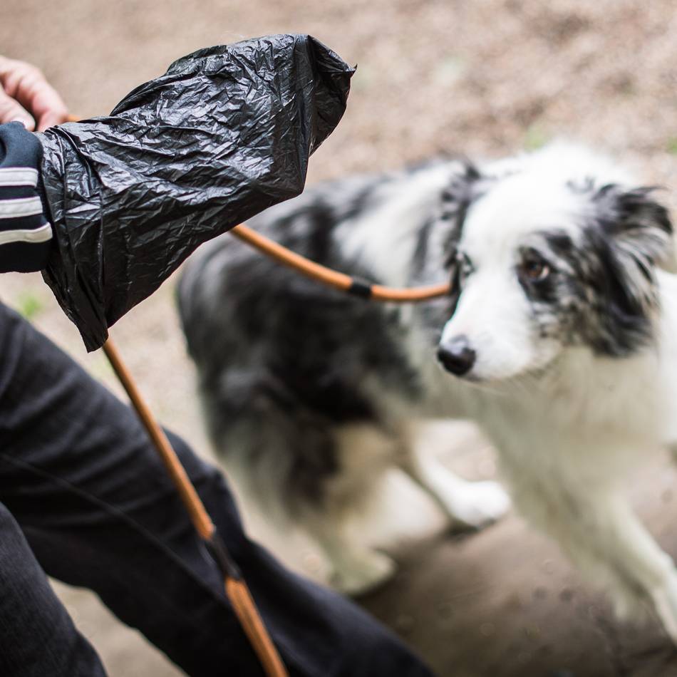Hundekot-Ärger in Wermelskirchen: Hundeverbot auf Friedhöfen?