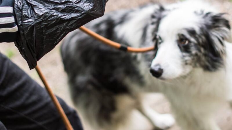 Nach kuriosem Chili-Einsatz gegen Hundekot: So schneidet Neuss im Bußgeld-Ranking ab