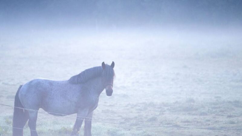 Pferd in Neuss getötet: Anzeige gegen Jäger nach Schuss auf Pony