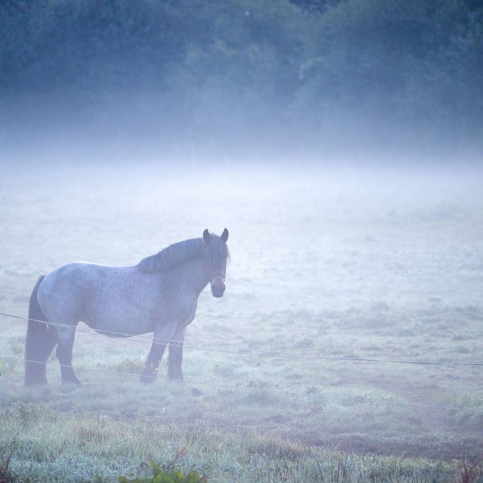 Pferd in Neuss getötet: Anzeige gegen Jäger nach Schuss auf Pony
