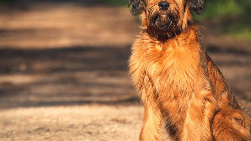 Viele Nachmeldungen im Rathaus: Hundebestandsaufnahme zeigt in Goch Wirkung