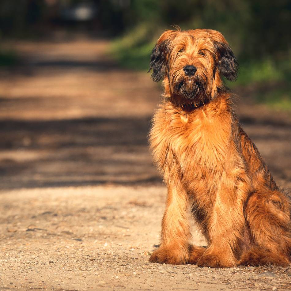 Viele Nachmeldungen im Rathaus: Hundebestandsaufnahme zeigt in Goch Wirkung