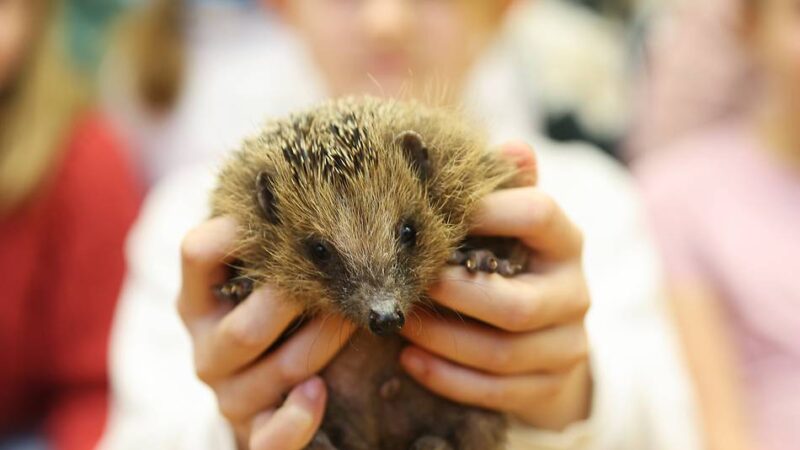 Projekt an Astrid-Lindgren-Schule Hilden: „Ihr habt dem Igel das Leben gerettet“