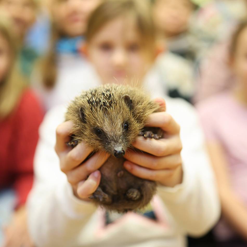 Projekt an Astrid-Lindgren-Schule Hilden: „Ihr habt dem Igel das Leben gerettet“