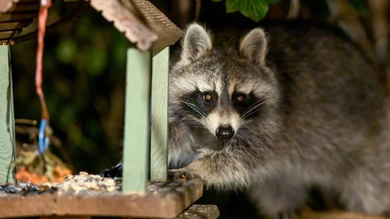 Wilde Tiere in Radevormwald: Was tun, wenn Waschbären und Marder zur Plage werden…?