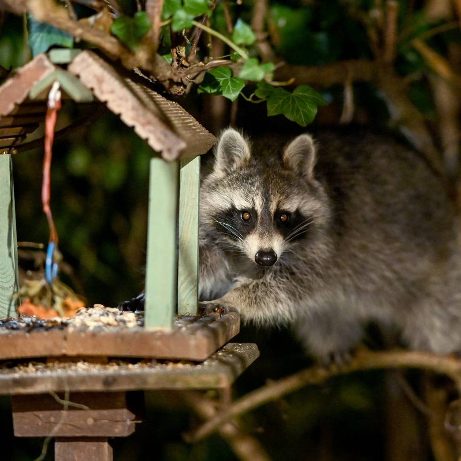 Wilde Tiere in Radevormwald: Was tun, wenn Waschbären und Marder zur Plage werden…?