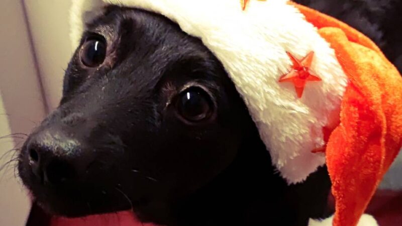 Tipps von Experten: Ein Tier zu Weihnachten – (k)eine gute Idee?