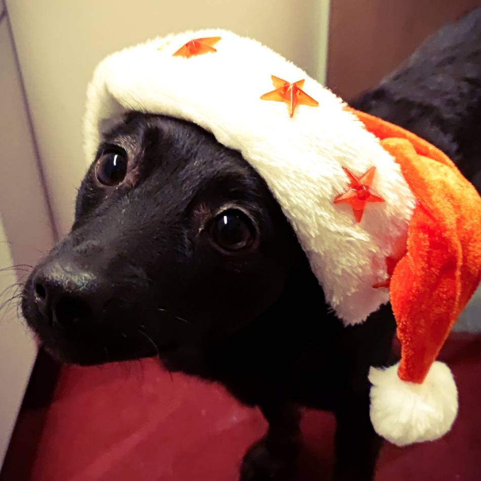 Tipps von Experten: Ein Tier zu Weihnachten – (k)eine gute Idee?