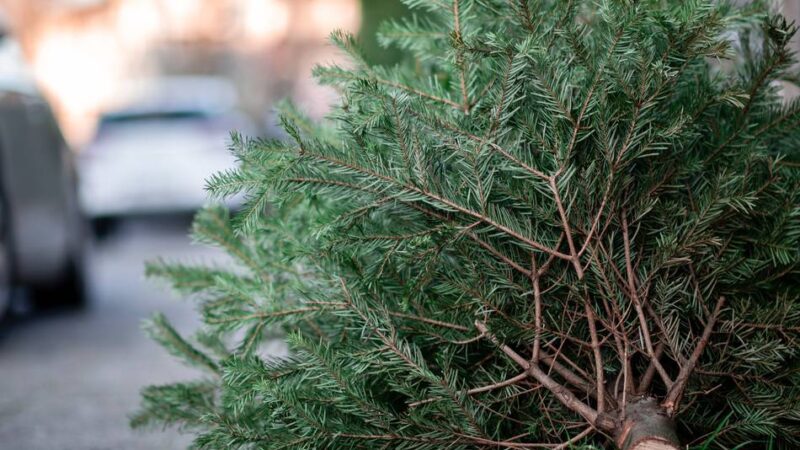 Jugendaktion im Gemeindegebiet: Pfadfinder holen Tannenbäume in Alpen ab