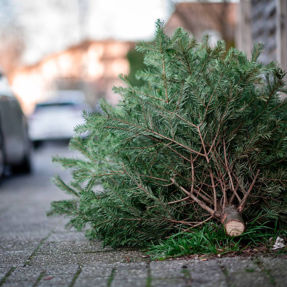 Jugendaktion im Gemeindegebiet: Pfadfinder holen Tannenbäume in Alpen ab