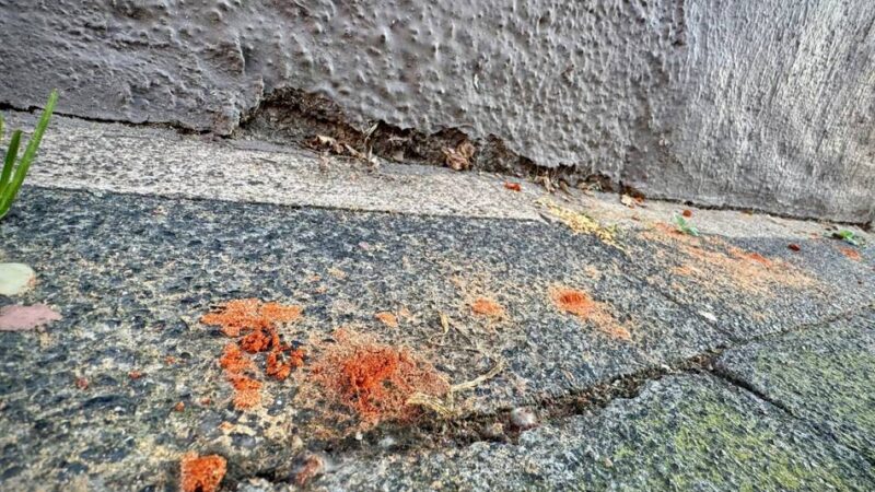 Ordnungsamt-Einsatz: Neusserin kämpft mit Chili gegen Hundehaufen