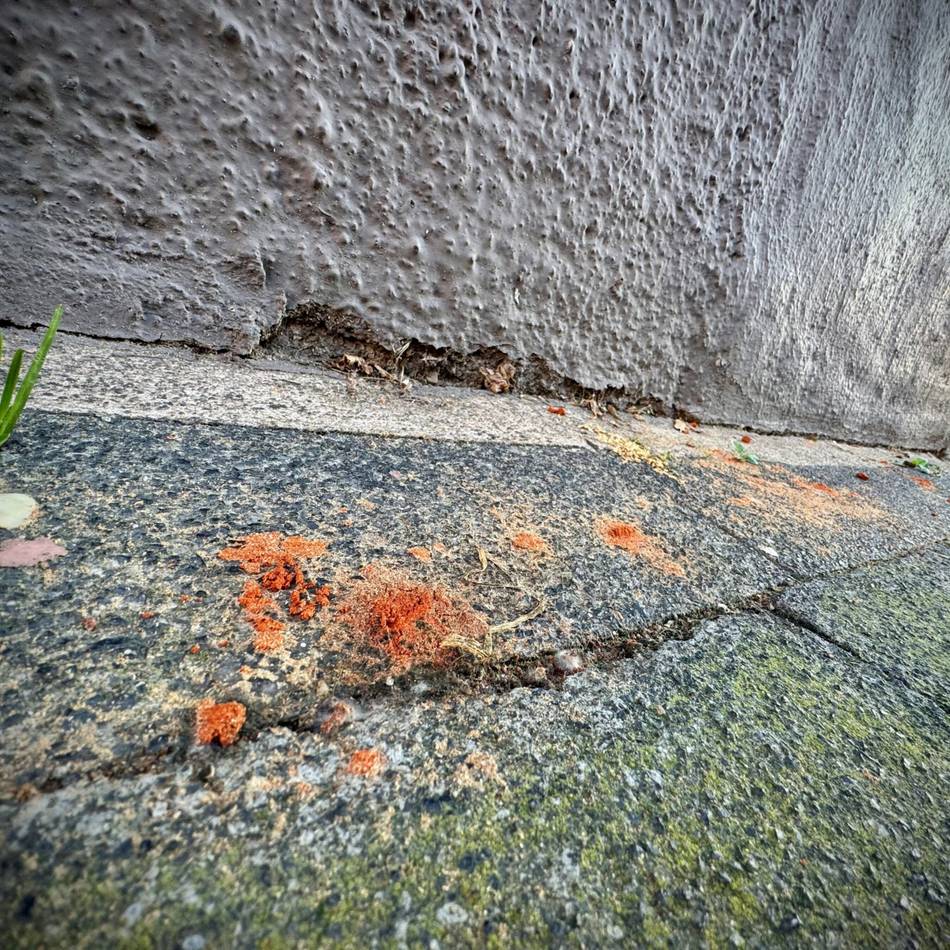 Ordnungsamt-Einsatz: Neusserin kämpft mit Chili gegen Hundehaufen