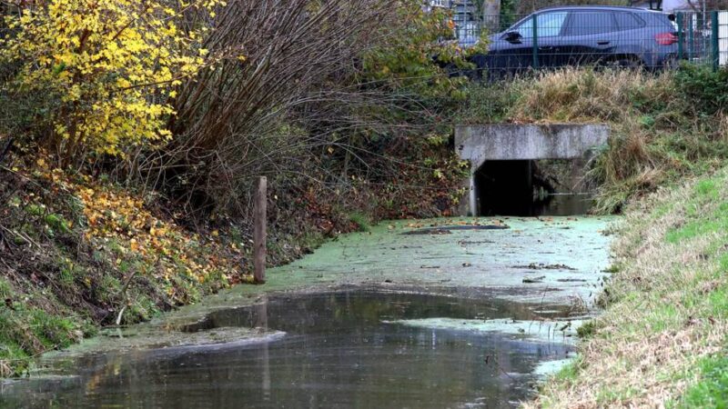 Geschützter Nager in der Sonsbecker Ley: Biber-Umsiedlung vorerst vom Tisch