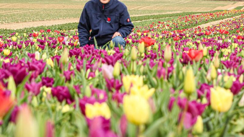 „Degenhardt Blumenzwiebeln“ gibt Betrieb auf: Das Ende des Neusser Tulpen-Imperiums