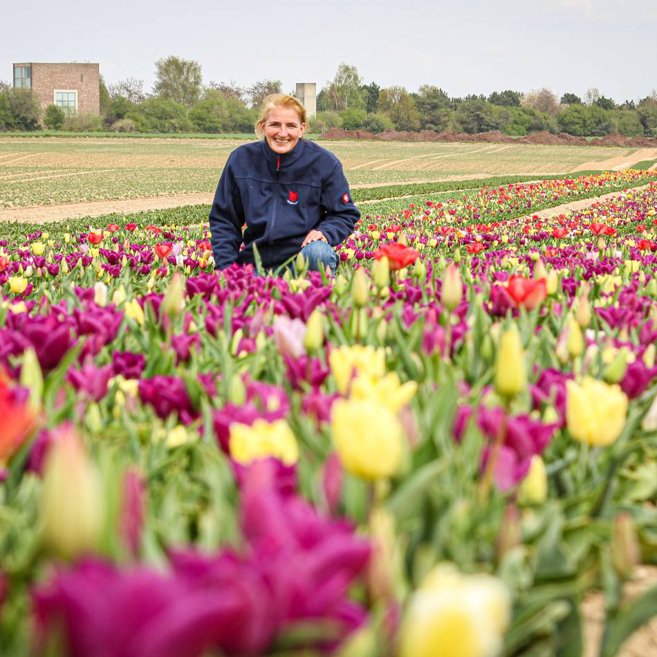 „Degenhardt Blumenzwiebeln“ gibt Betrieb auf: Das Ende des Neusser Tulpen-Imperiums
