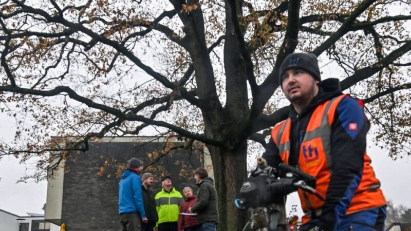 Naturdenkmal in Neersen: Eine Frischekur für die Friedenseiche