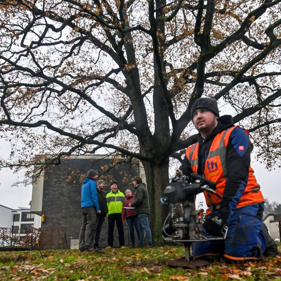 Naturdenkmal in Neersen: Eine Frischekur für die Friedenseiche