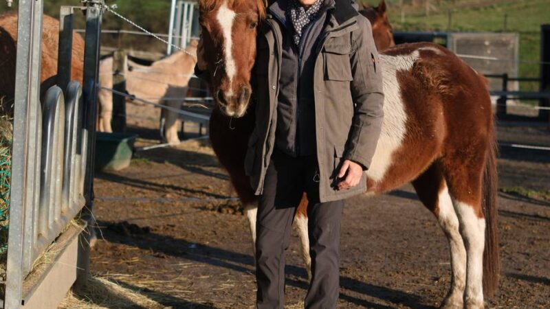 Verein braucht Unterstützung: Pferdesenioren brauchen Hilfe