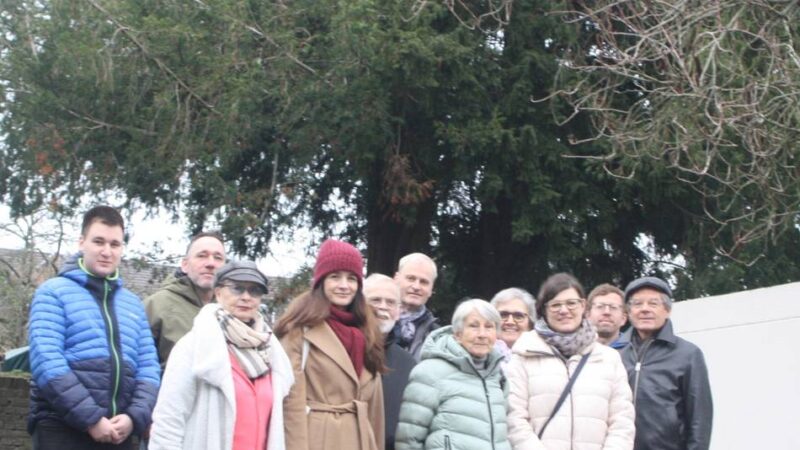 Stadt Viersen will Bäume fällen: Anwohner kämpfen um Eiben