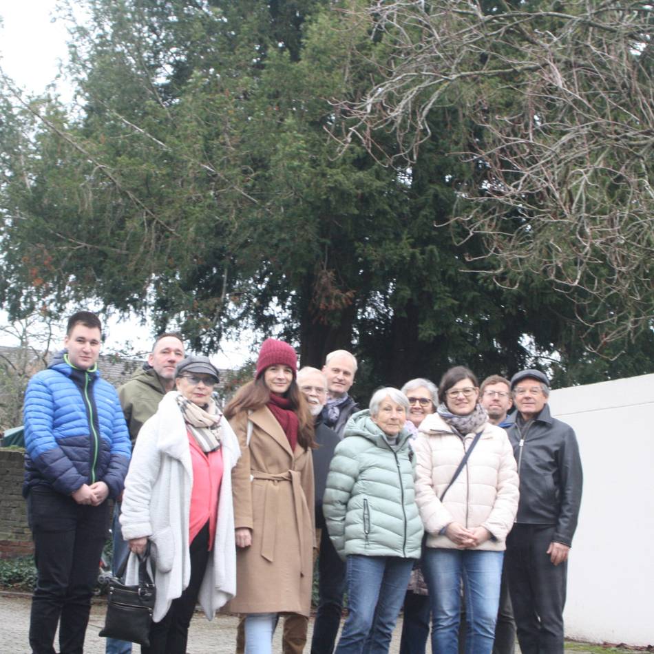 Stadt Viersen will Bäume fällen: Anwohner kämpfen um Eiben