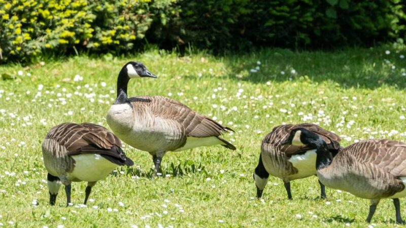 Tierseuche erreicht Mönchengladbach: Nachweis der Vogelgrippe in Wickrath – was das für Folgen hat und haben kann