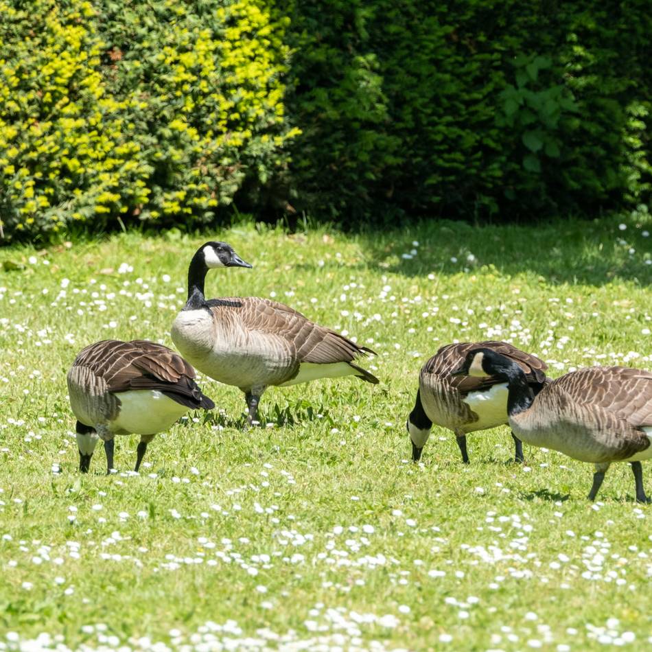 Tierseuche erreicht Mönchengladbach: Nachweis der Vogelgrippe in Wickrath – was das für Folgen hat und haben kann