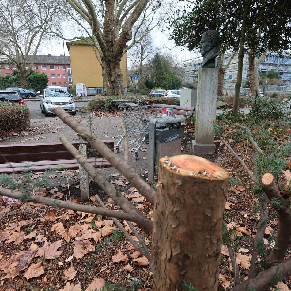 Ärgernis auf Fürstenbergplatz Leverkusen: Kahlschlag soll Wildpinkler vertreiben