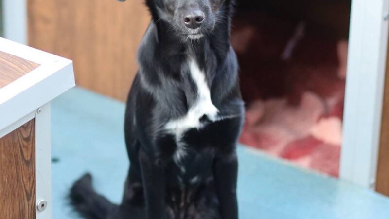 Tier der Woche in Wermelskirchen: Treue Begleiterin in spe braucht Geduld, Liebe und Zeit