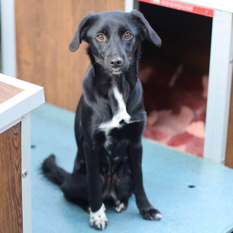 Tier der Woche in Wermelskirchen: Treue Begleiterin in spe braucht Geduld, Liebe und Zeit