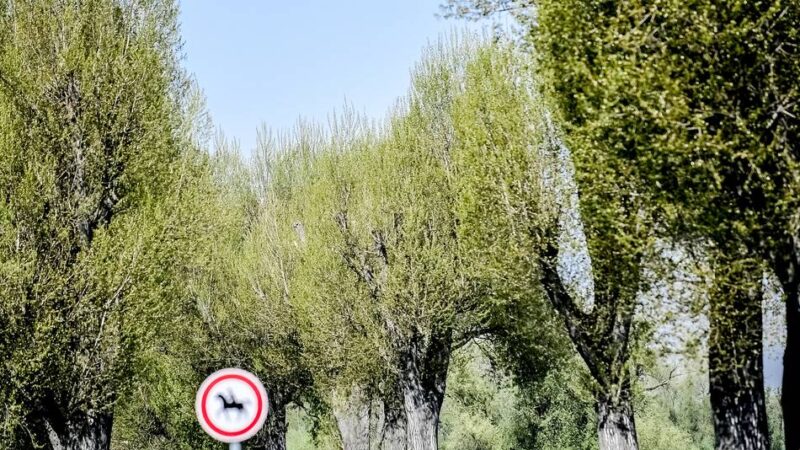 Ersatzpflanzungen geplant: Stadt muss 24 Pappeln am Niersdamm fällen