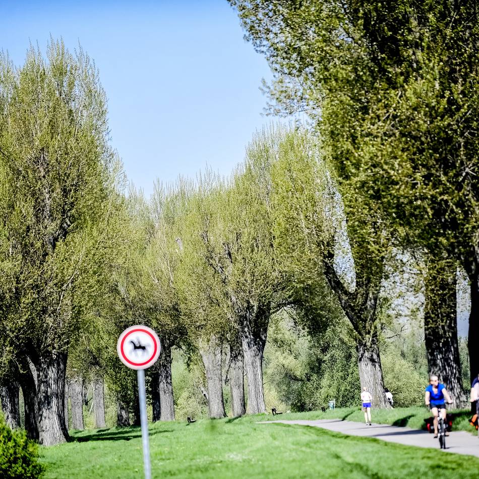 Ersatzpflanzungen geplant: Stadt muss 24 Pappeln am Niersdamm fällen