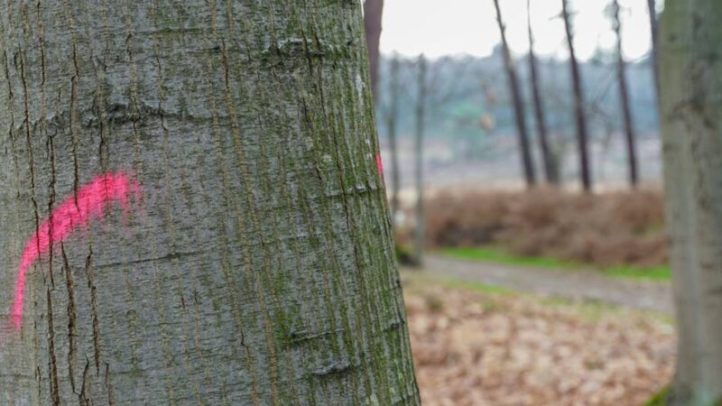 Further Moor in Langenfeld: Durch Fällarbeiten könnte der Verkehr beeinträchtigt werden