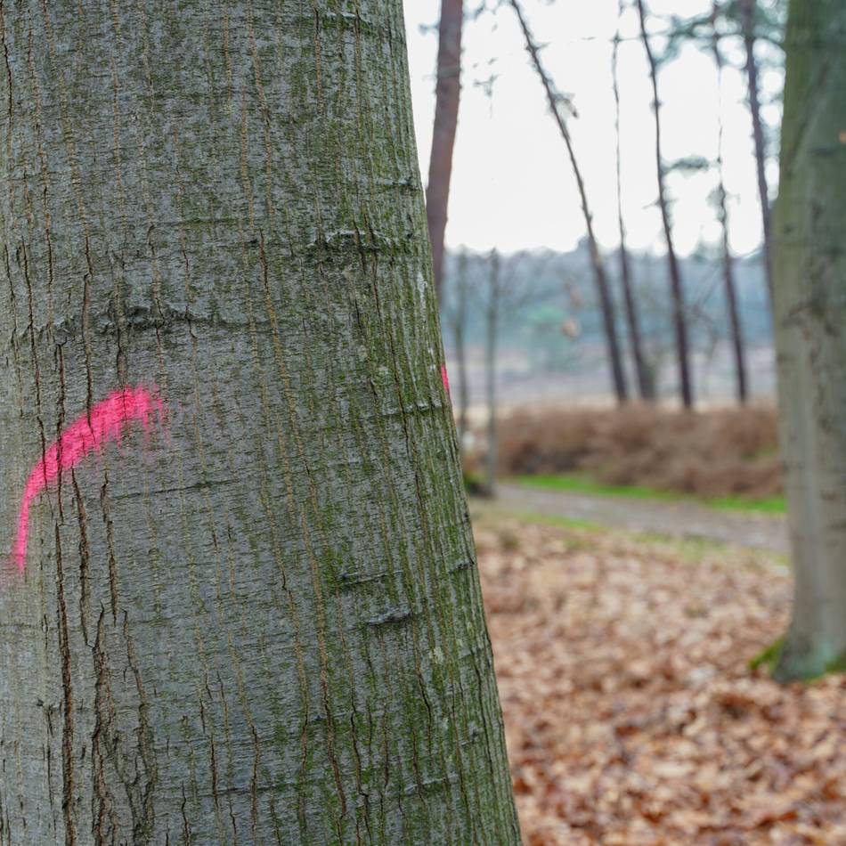 Further Moor in Langenfeld: Durch Fällarbeiten könnte der Verkehr beeinträchtigt werden