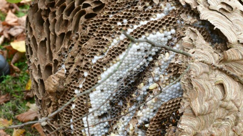 Feinde der Bienen: Riesiges Nest der Asiatischen Hornisse in Goch entdeckt
