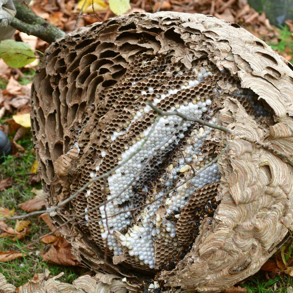 Feinde der Bienen: Riesiges Nest der Asiatischen Hornisse in Goch entdeckt