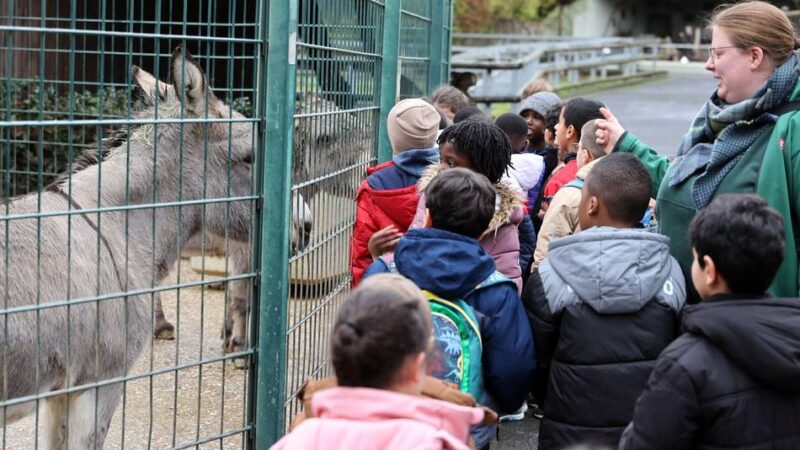 Tiergarten in Mönchengladbach: Wie Ochsen, Schafe und Esel den Winter erleben