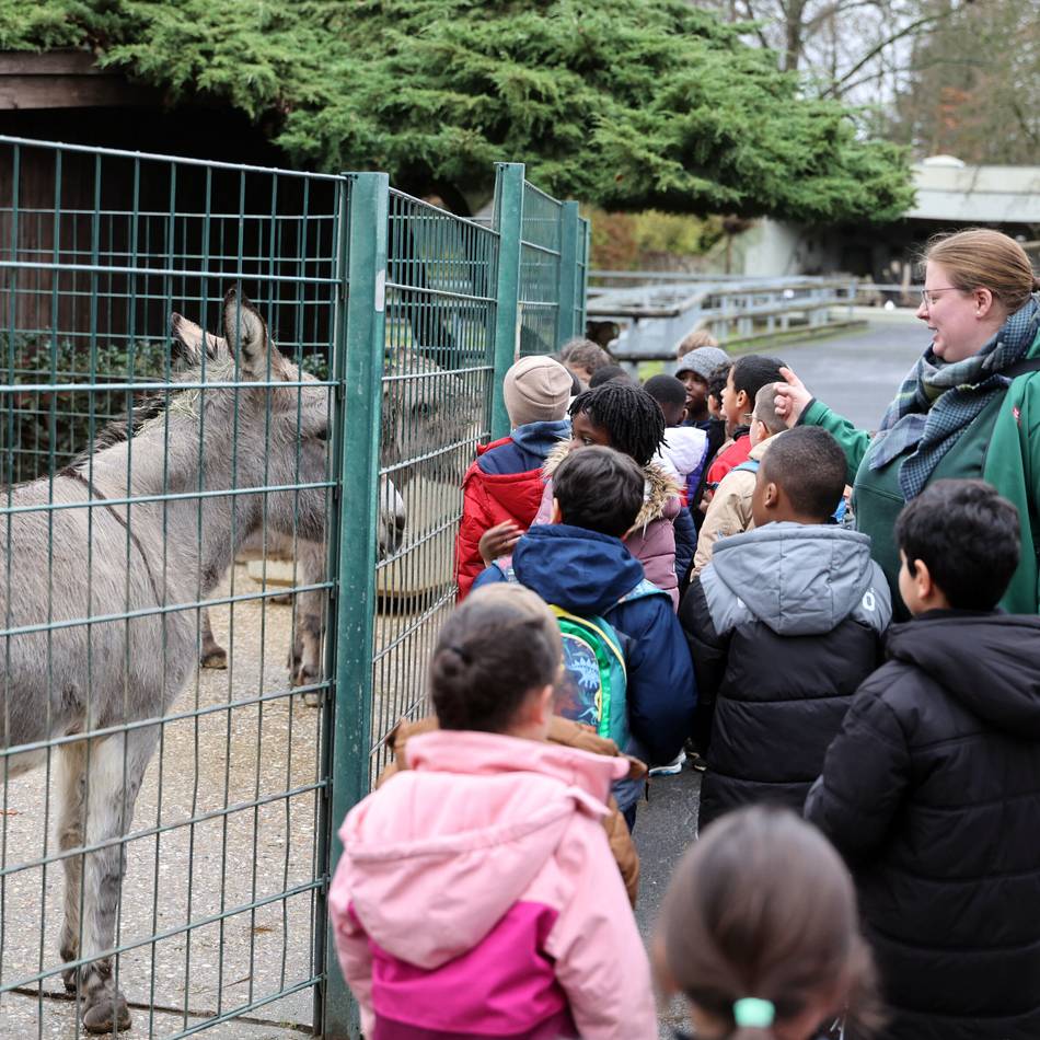 Tiergarten in Mönchengladbach: Wie Ochsen, Schafe und Esel den Winter erleben