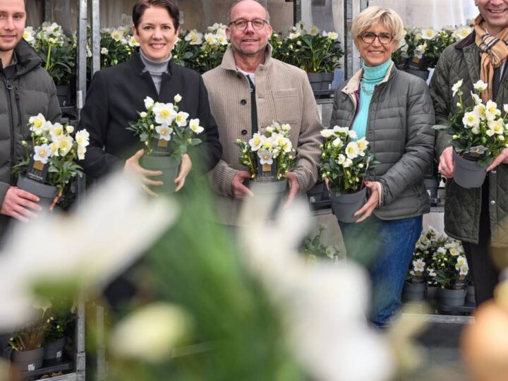 Gartenbau-Pionier vom Niederrhein: 400.000 Christrosen und viele neue Ideen