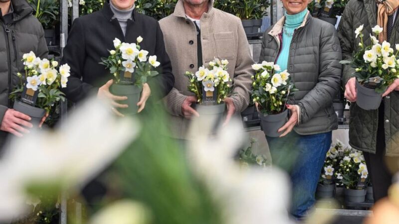 Gartenbau-Pionier vom Niederrhein: 400.000 Christrosen und viele neue Ideen
