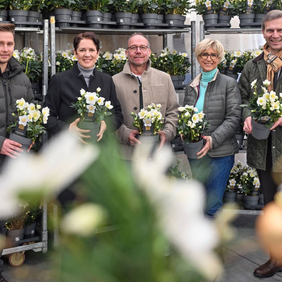 Gartenbau-Pionier vom Niederrhein: 400.000 Christrosen und viele neue Ideen