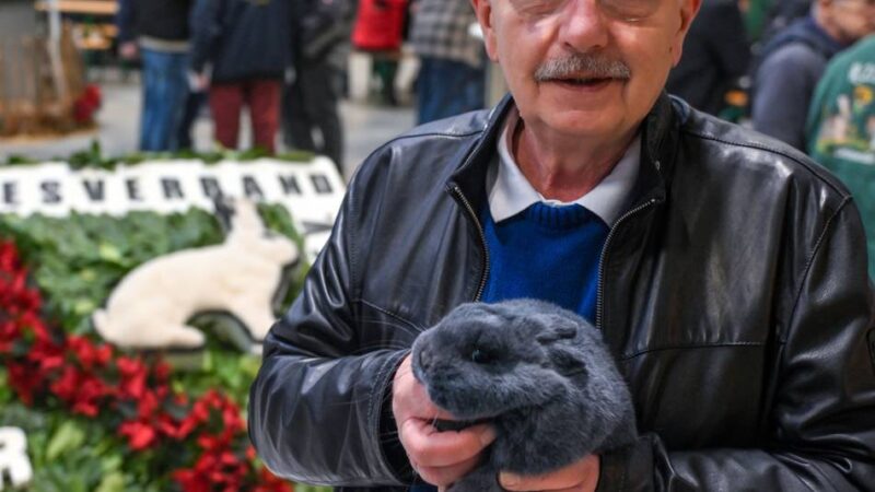 Wochenende der Kaninchenzüchter: Landesschau in Kevelaer