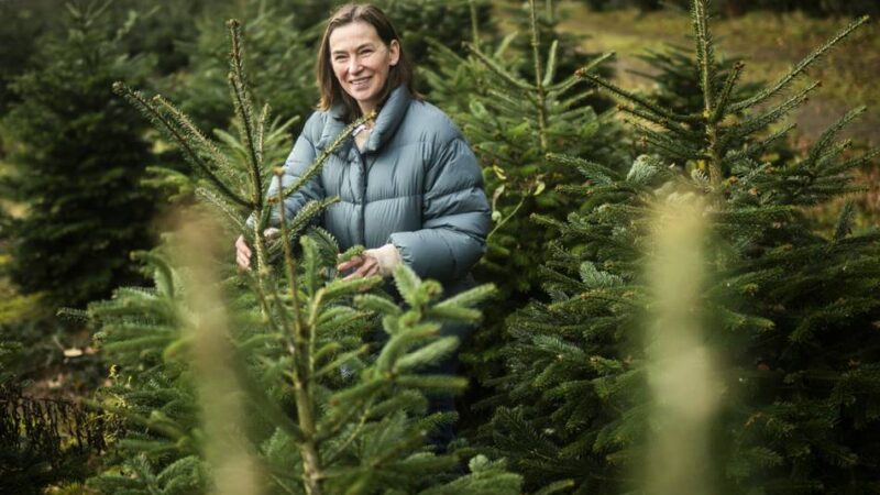 Weihnachten 2025: In Düsseldorf Tannenbäume selber schlagen – oder per WhatsApp bestellen