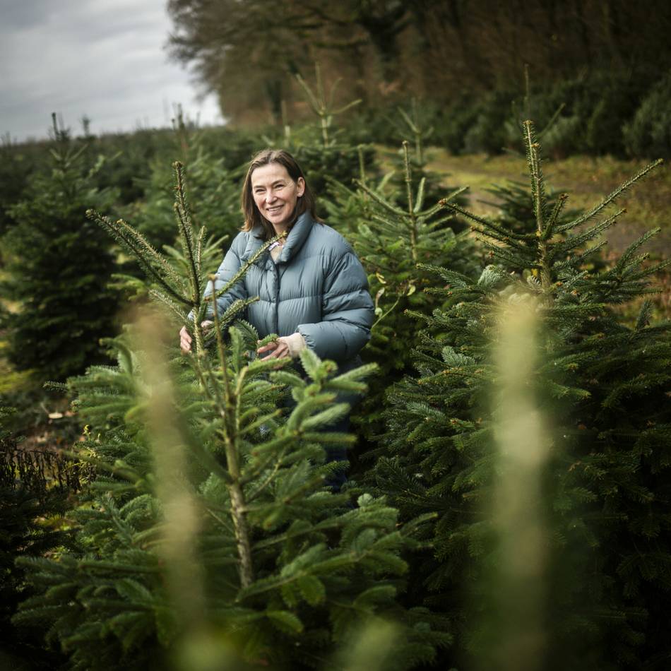 Weihnachten 2025: In Düsseldorf Tannenbäume selber schlagen – oder per WhatsApp bestellen