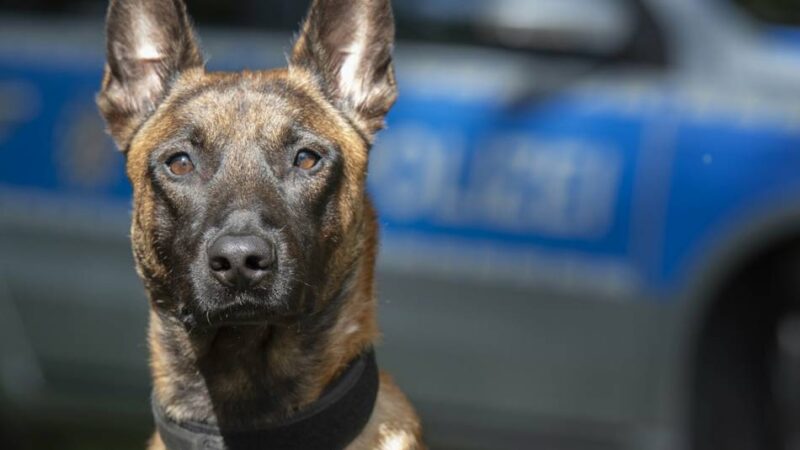 Von Apollo über Bane bis Champ: Das sind die Diensthunde der Polizei Mönchengladbach