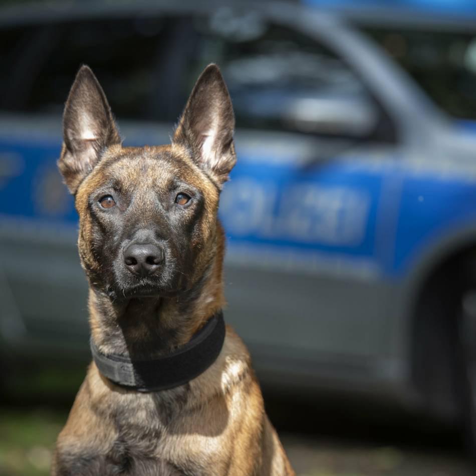 Von Apollo über Bane bis Champ: Das sind die Diensthunde der Polizei Mönchengladbach