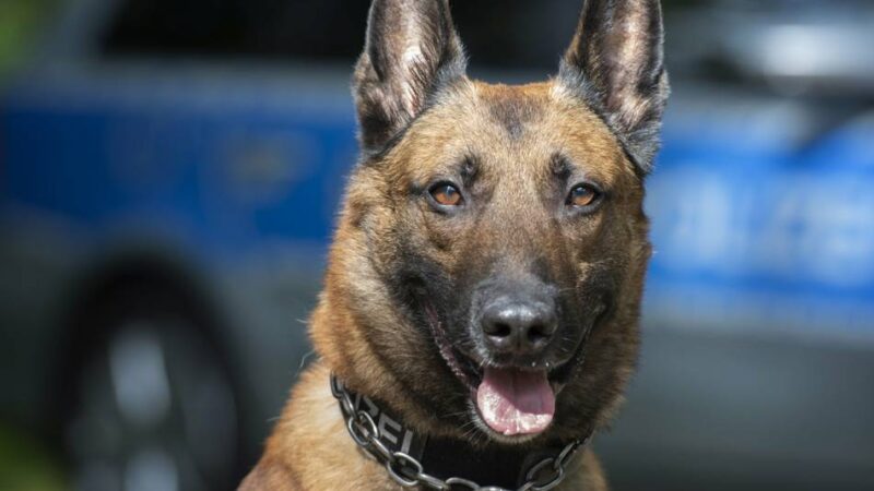 Einsatz in Grevenbroich: Polizeihund erschnüffelt Einbrecher, der sich hinter Schrank versteckt